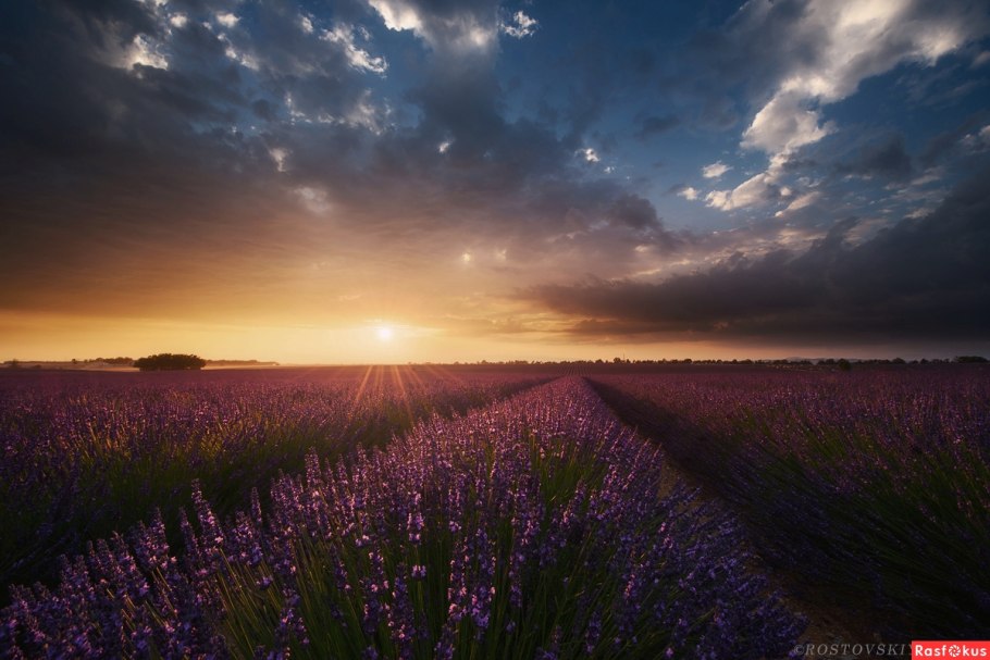 Поля лаванды в Болгарии