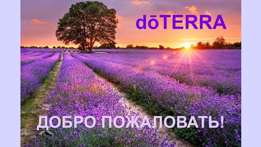 Лаванда закат