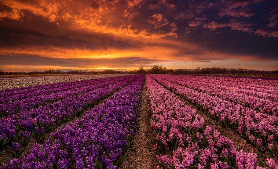 Лаванда закат