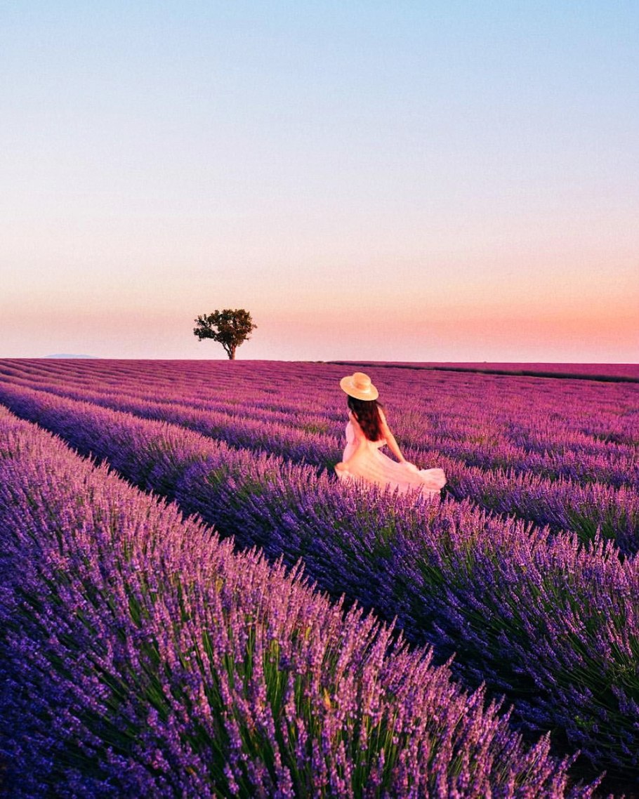 Лавандовое поле Анапа