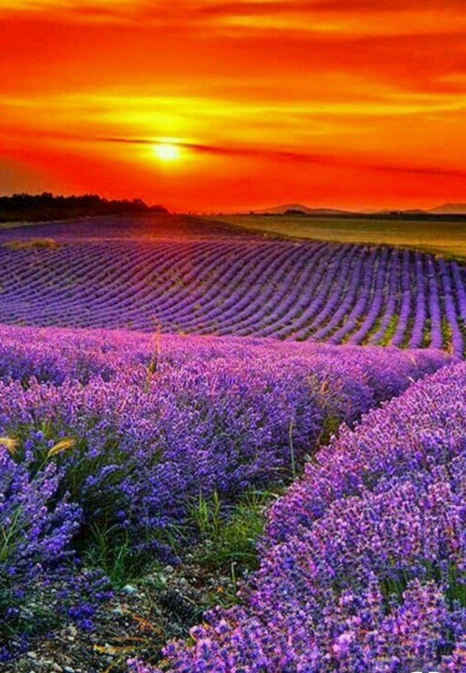 Красивые Лавандовые поля