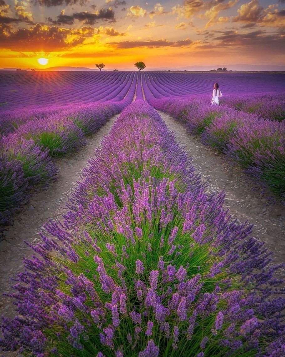 Тургеневка Лавандовые поля