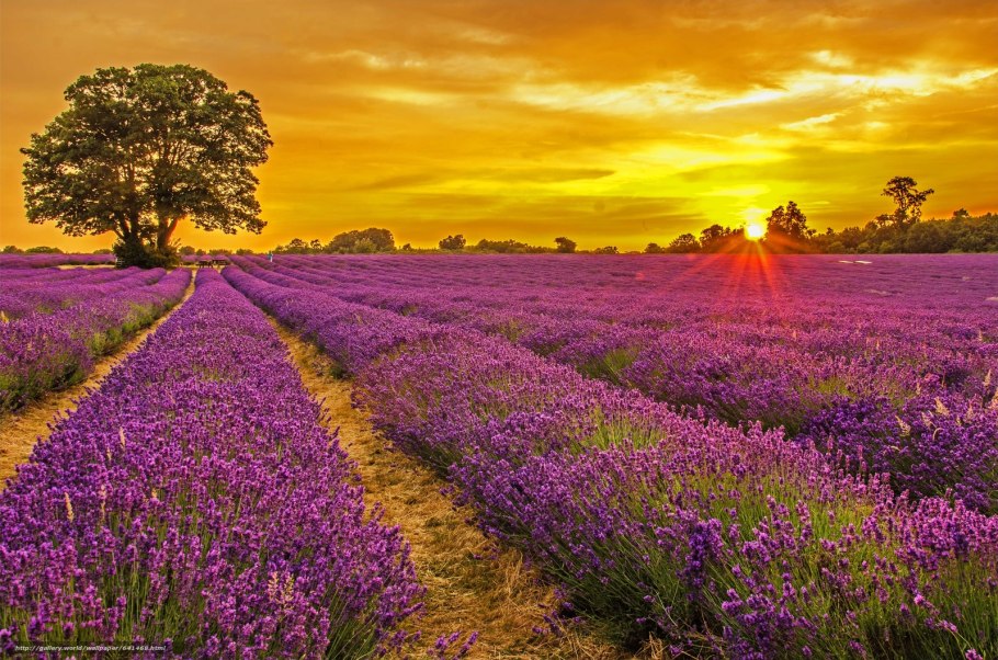 Лавандовое поле светлое