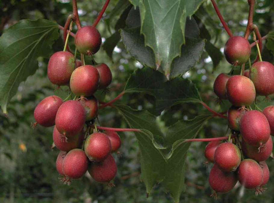 Актинидия аргута пурпурна Садова (с2)