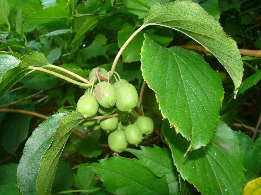 Мужское растение актинидии Харди ред