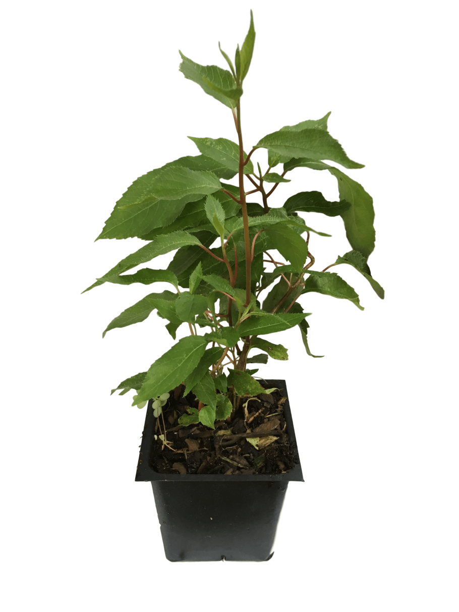 Актинидия аргута иссаи