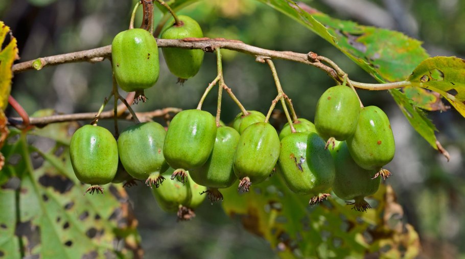 Актинидия коломикта Лиана