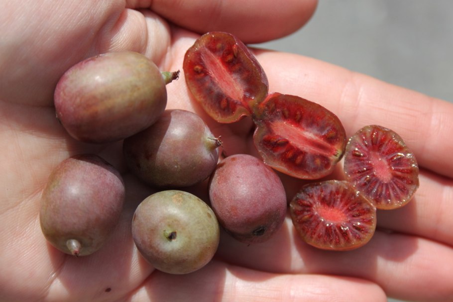 Актинидия аргута Кенс ред (Ken’s Red)