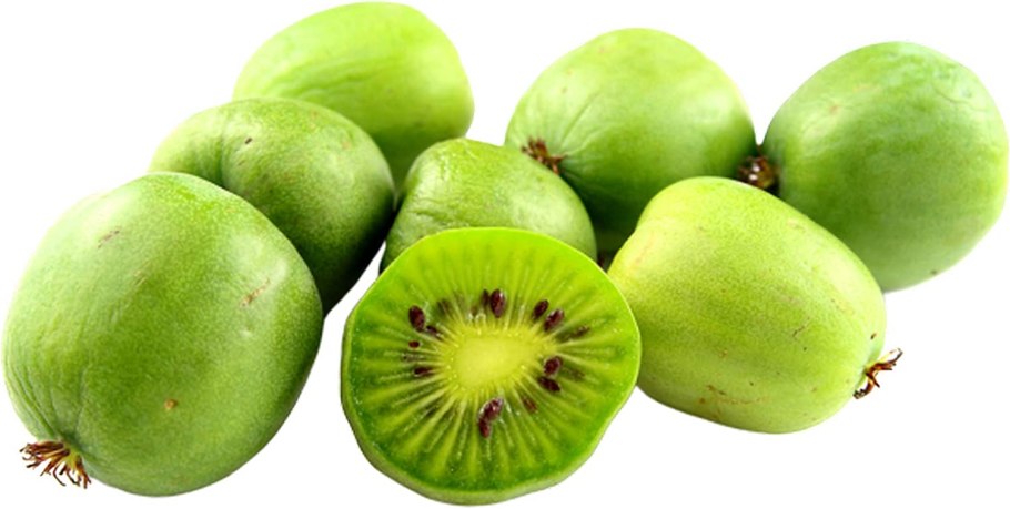 Северное киви актинидия