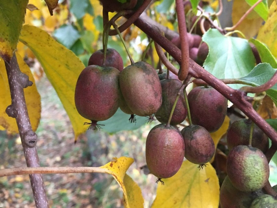 Актинидия аргута Кенс ред