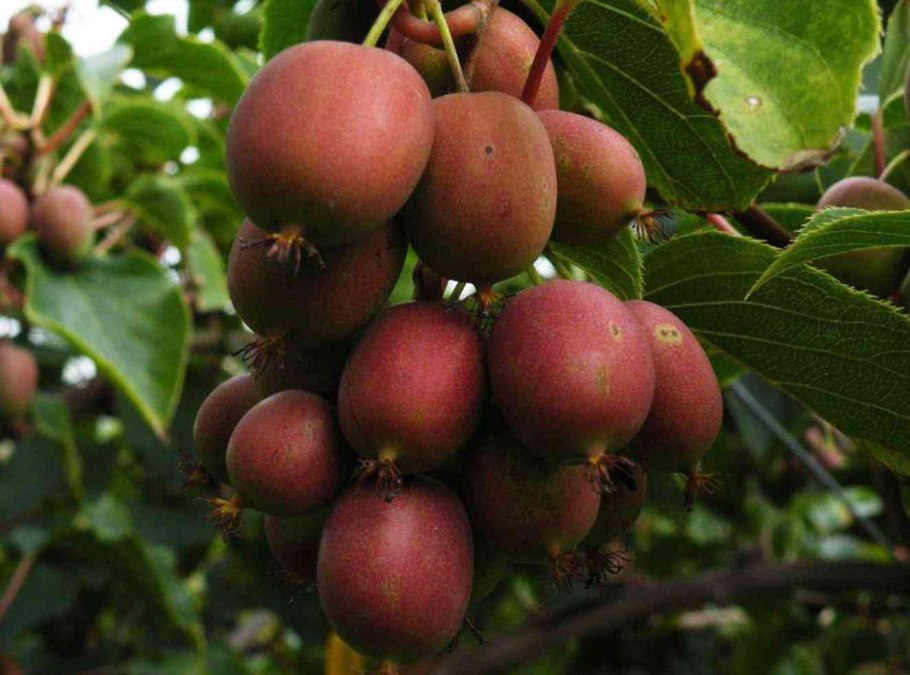 Актинидия arguta Hardy Red