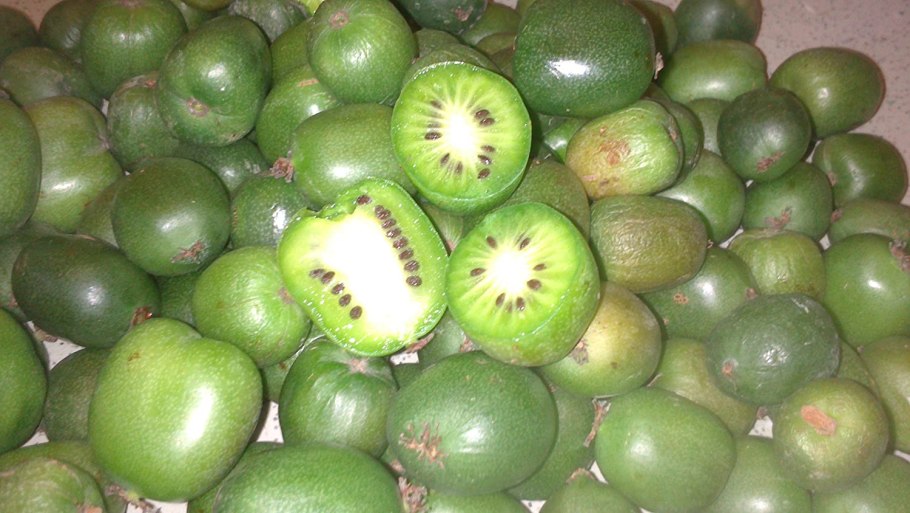 Киви с розовыми листьями фото