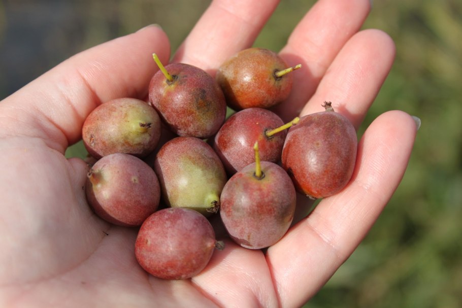 Актинидия коломикта