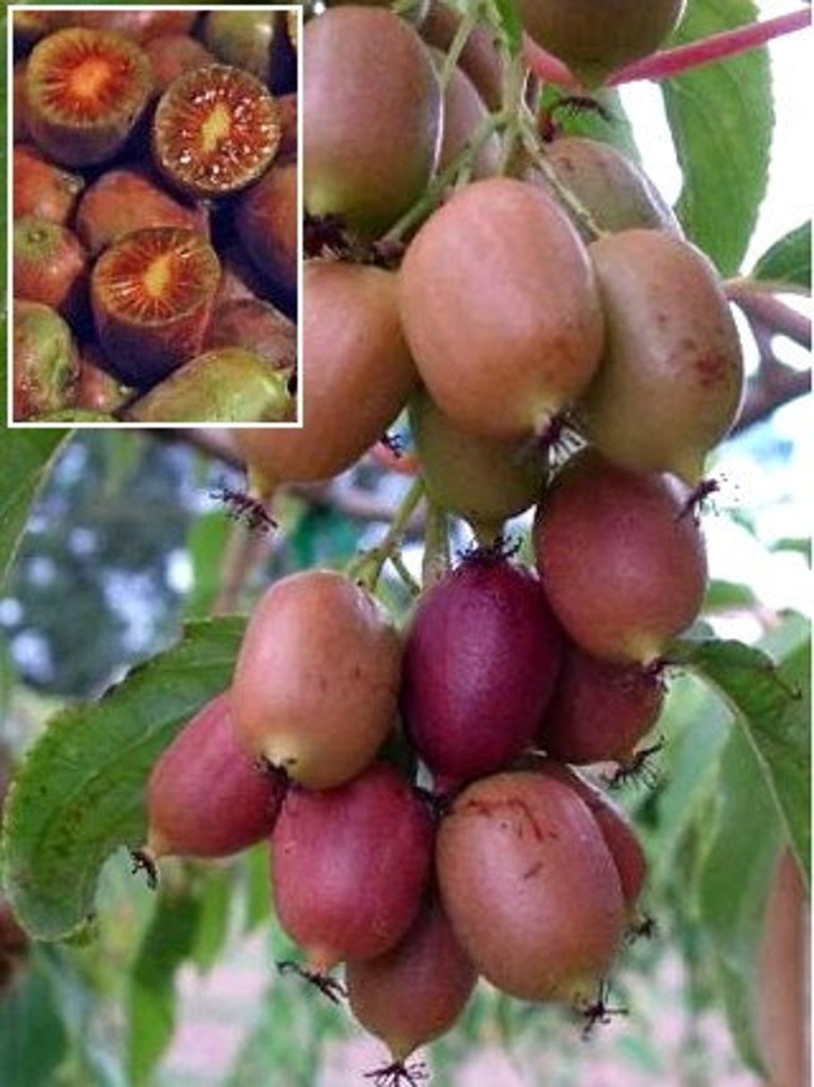 Актинидия аргута иссаи