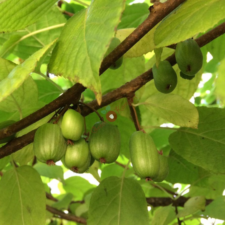 Актинидия аргута сорт киви