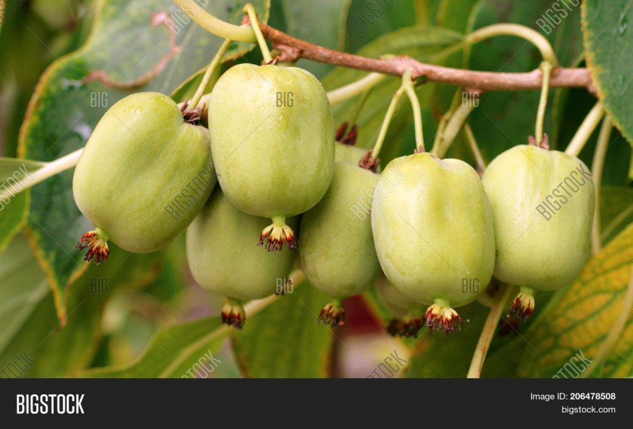 Актинидия аргута Ананасная