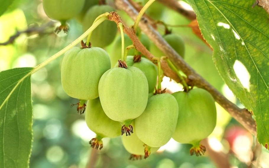 Северное киви актинидия