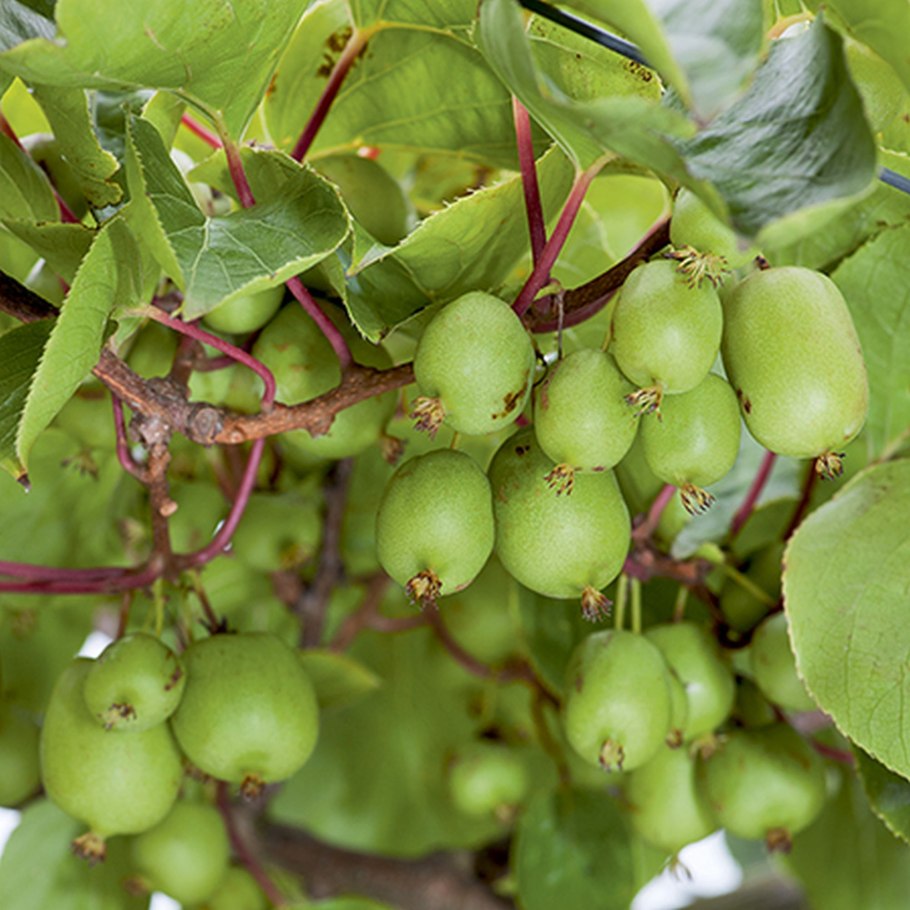 Актинидия варенье