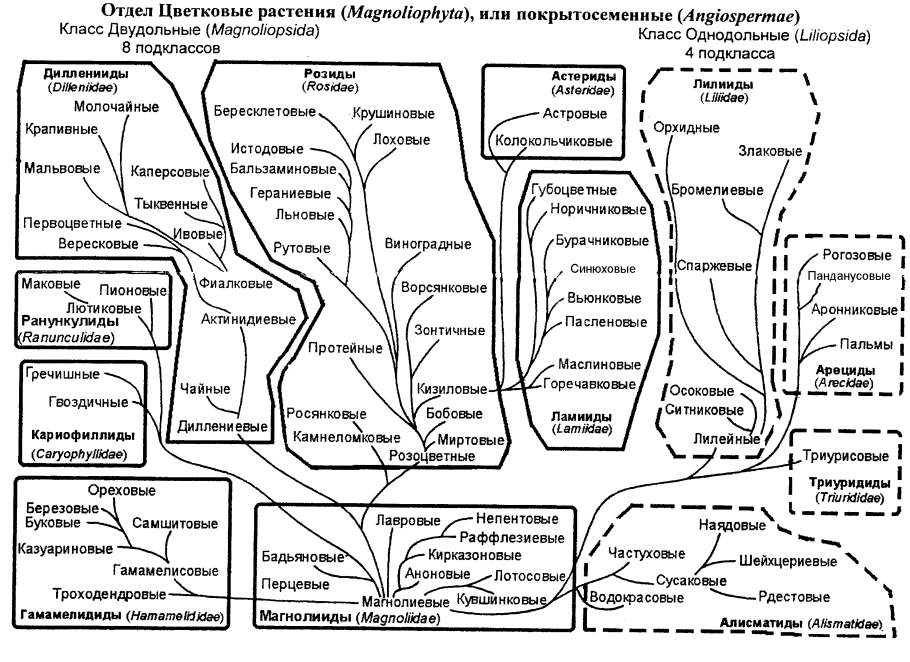 Филогенетическое дерево покрытосеменных