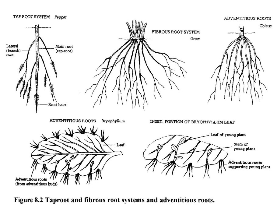 Корневая система грецкого ореха схема