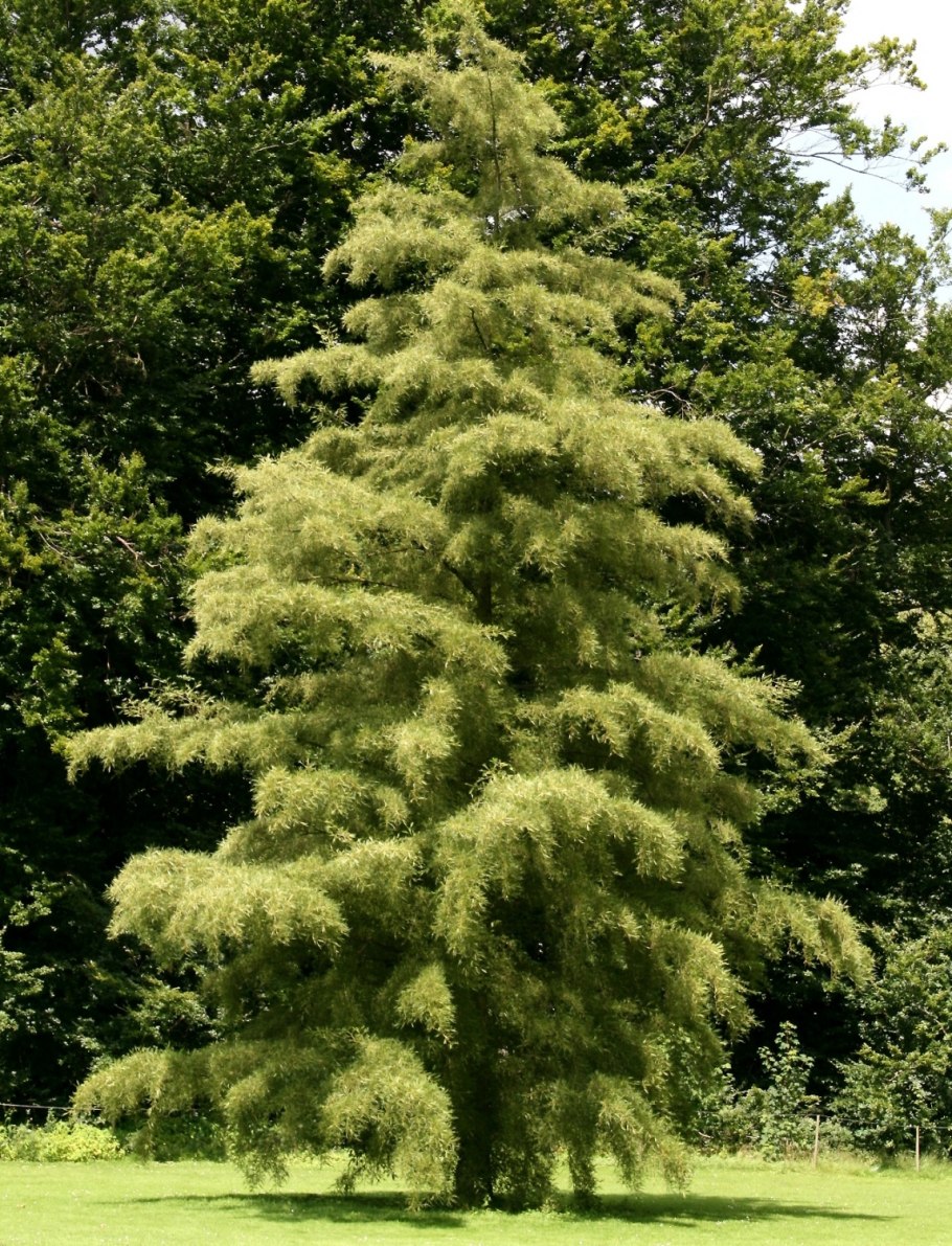 Alnus glutinosa pyramidalis
