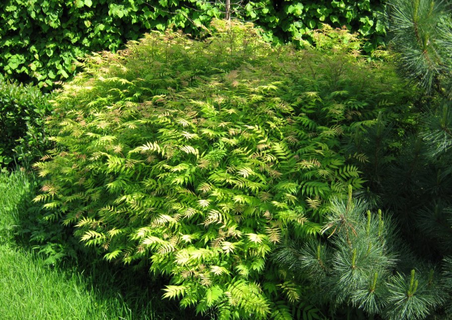 Ольха черная (Alnus glutinosa)