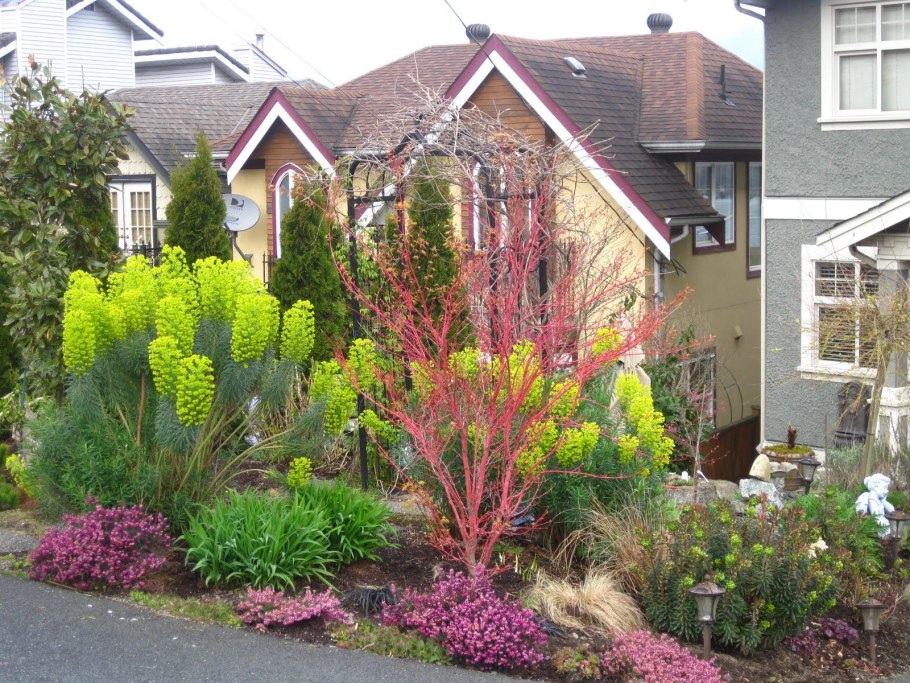 Ilex opaca перевод