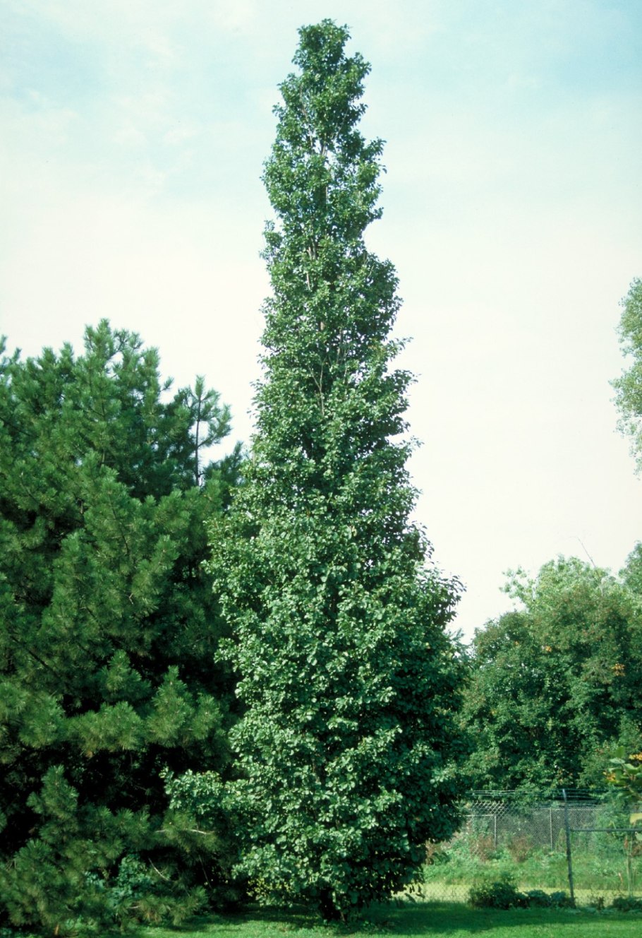 Крушина ломкая Asplenifolia