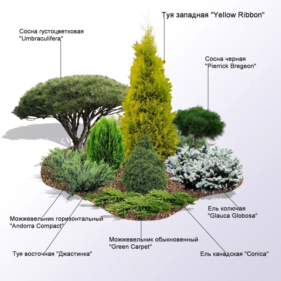 Ива ломкая шаровидная