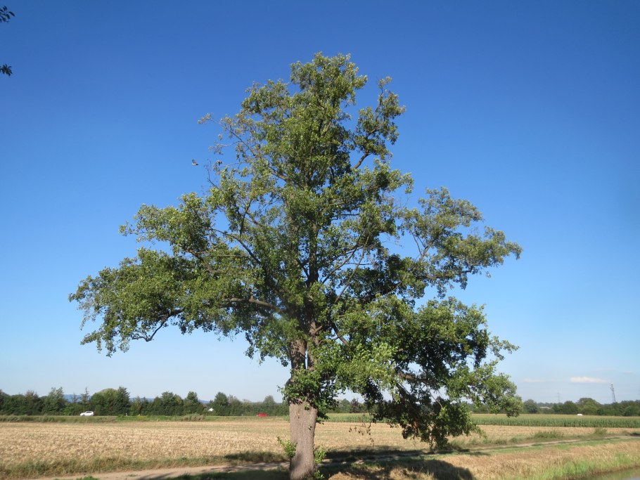 Ольха черная (Alnus glutinosa)