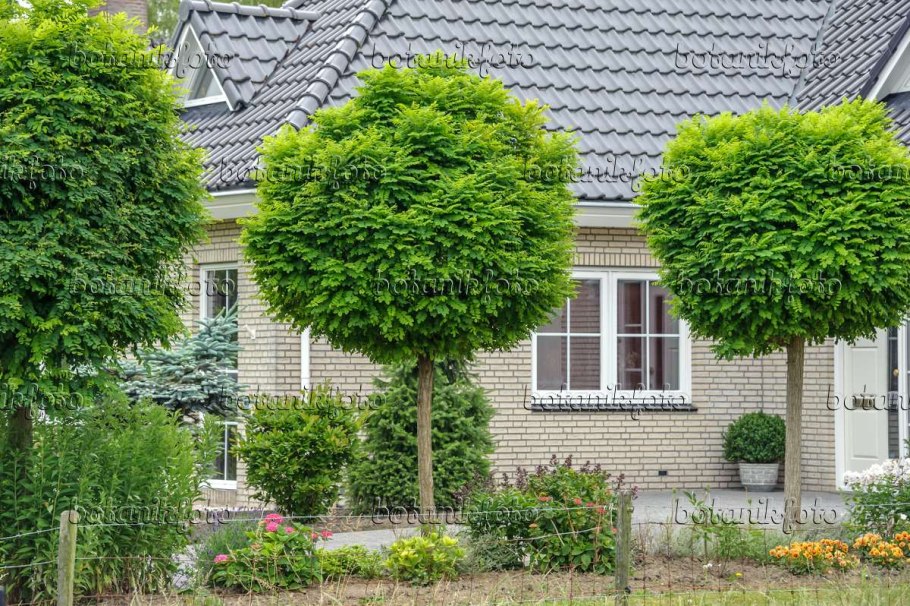 Ольха пушистая (Alnus hirsuta)