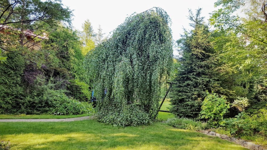 Alnus glutinosa (ольха европейская)