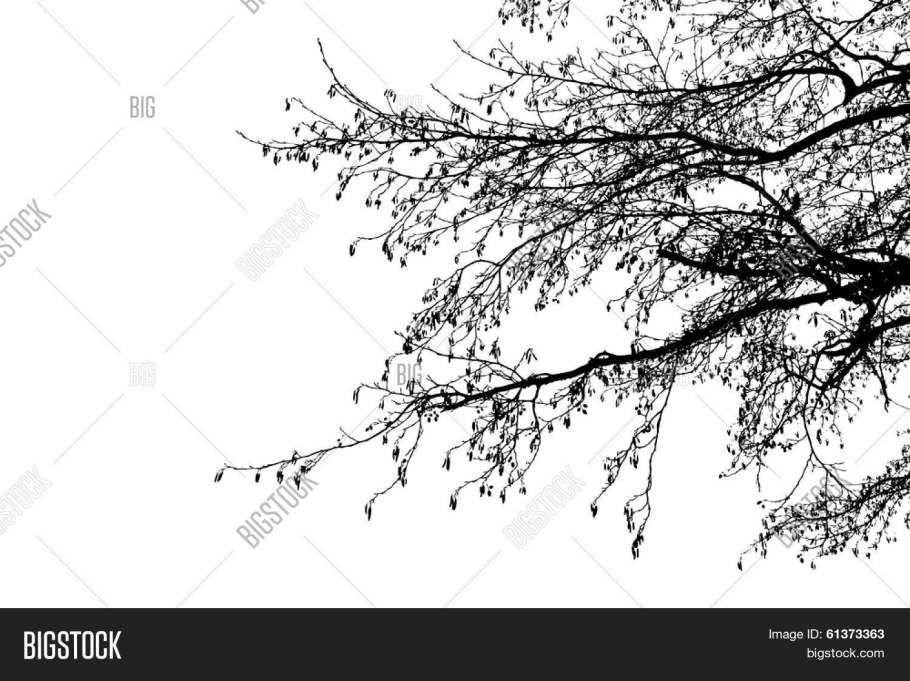 Липа мелколистная, сердцевидная (Tilia cordata)