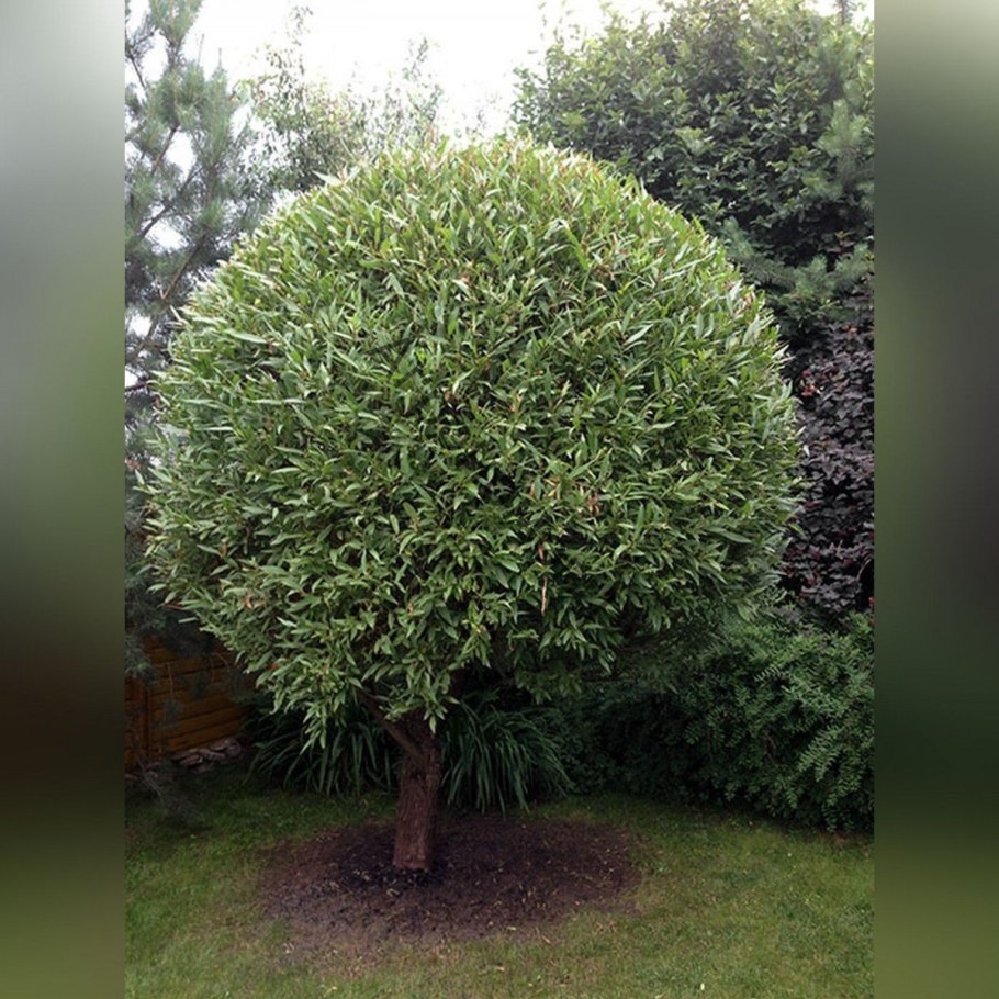Ольха серая(Alnus incana) 'foliis Aureomarginatis'