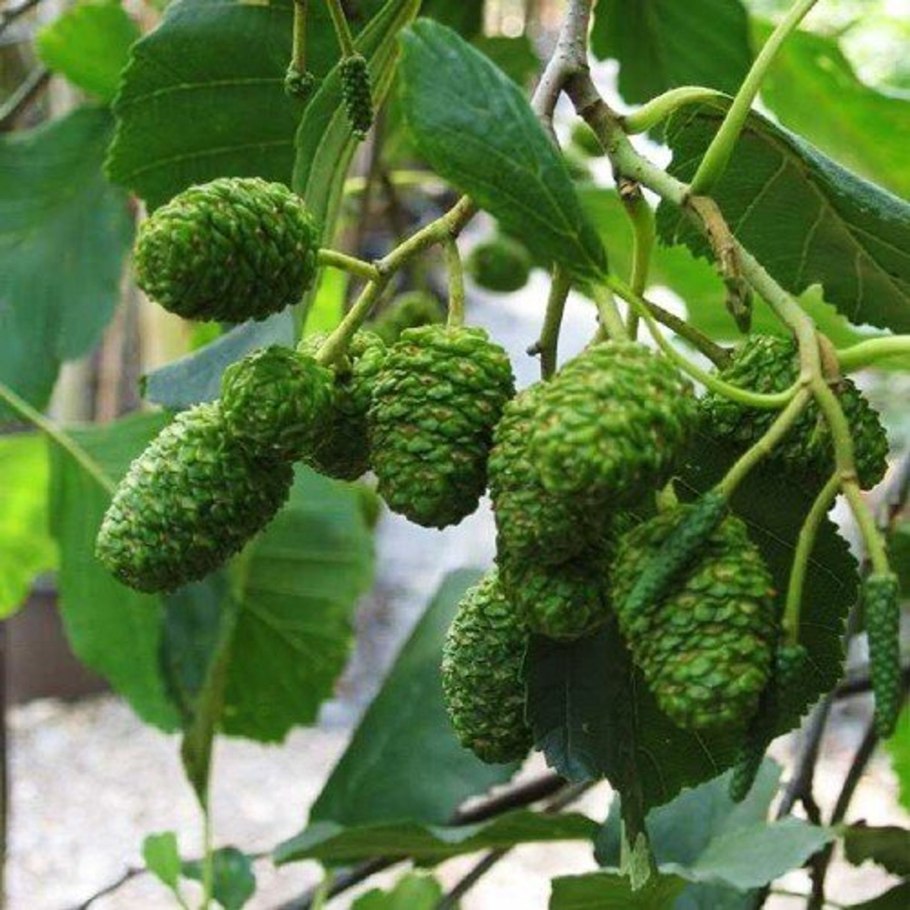 Сосна Ватерери ниваки