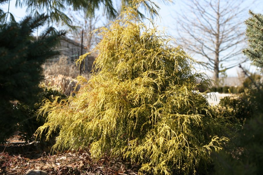 Ольха ромболистная