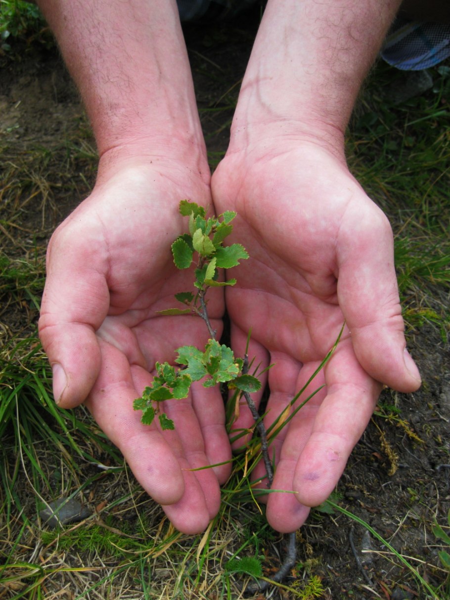Полярная карликовая береза