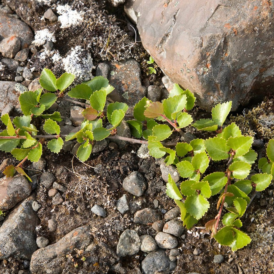 Береза низкая приземистая