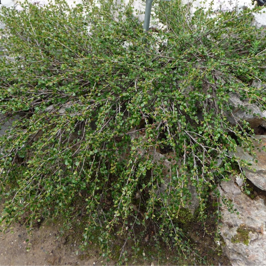 Betula Nana плод