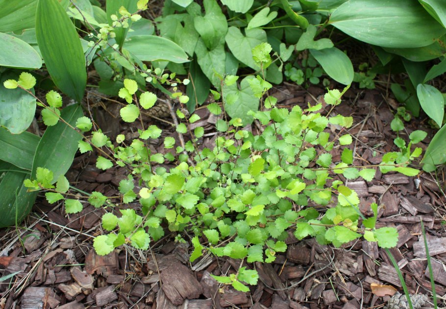 Карликовые березы и ивы