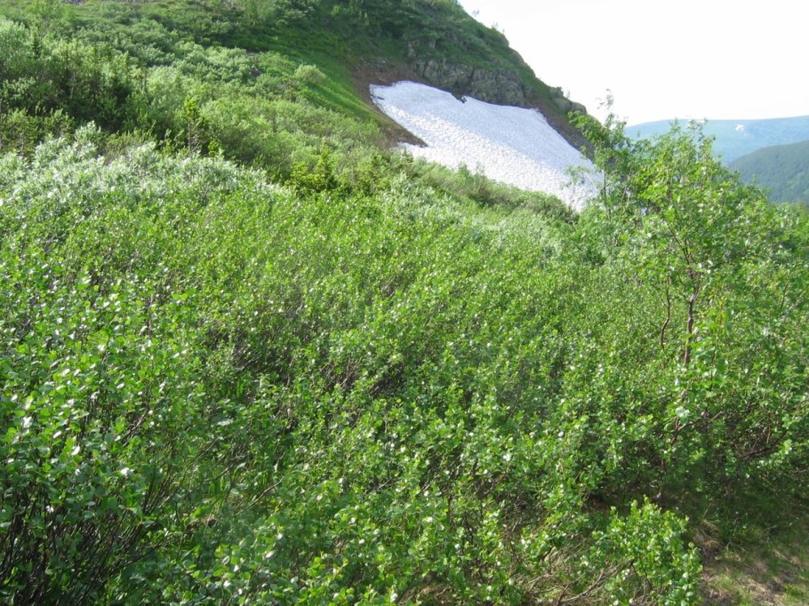 Береза карликовая Betula Nana