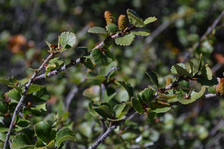 Береза карликовая Betula Nana