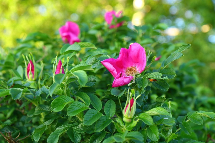 Шиповник Василий Иванович