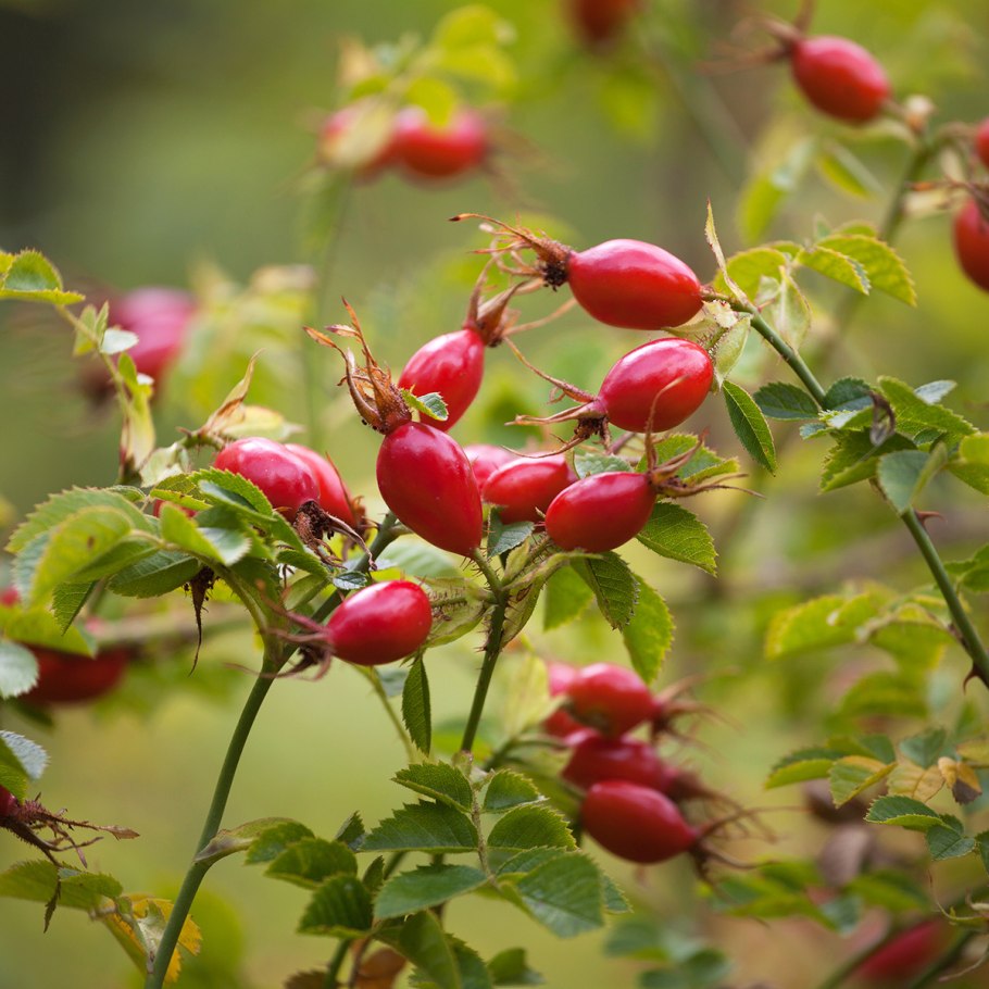 Шиповник ЯНАО