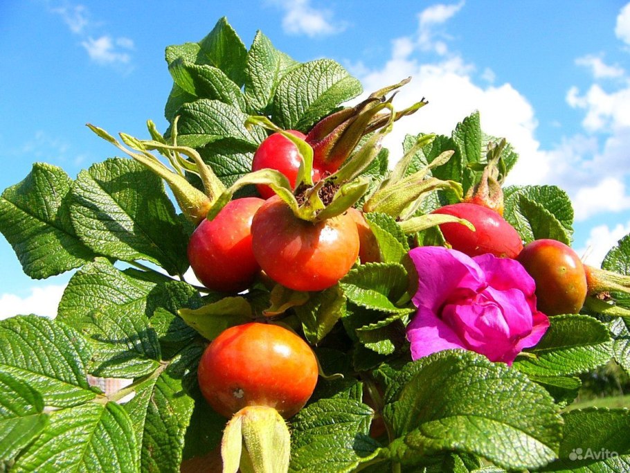 Роза ругоза rubra (Рубра)