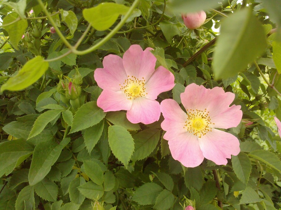 Шиповник длинноплодный