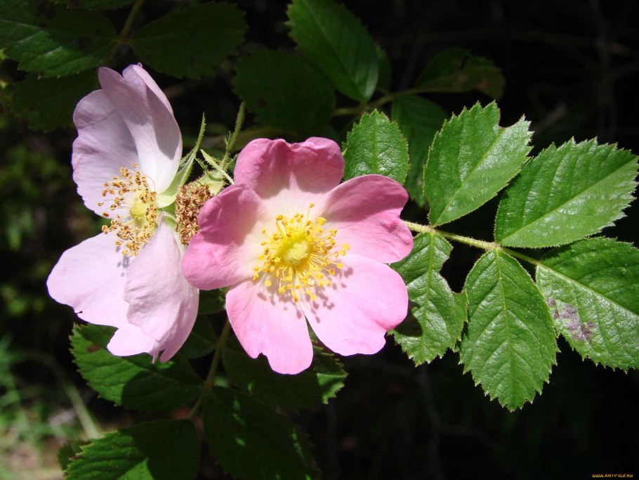 Шиповник Лесной кустарник