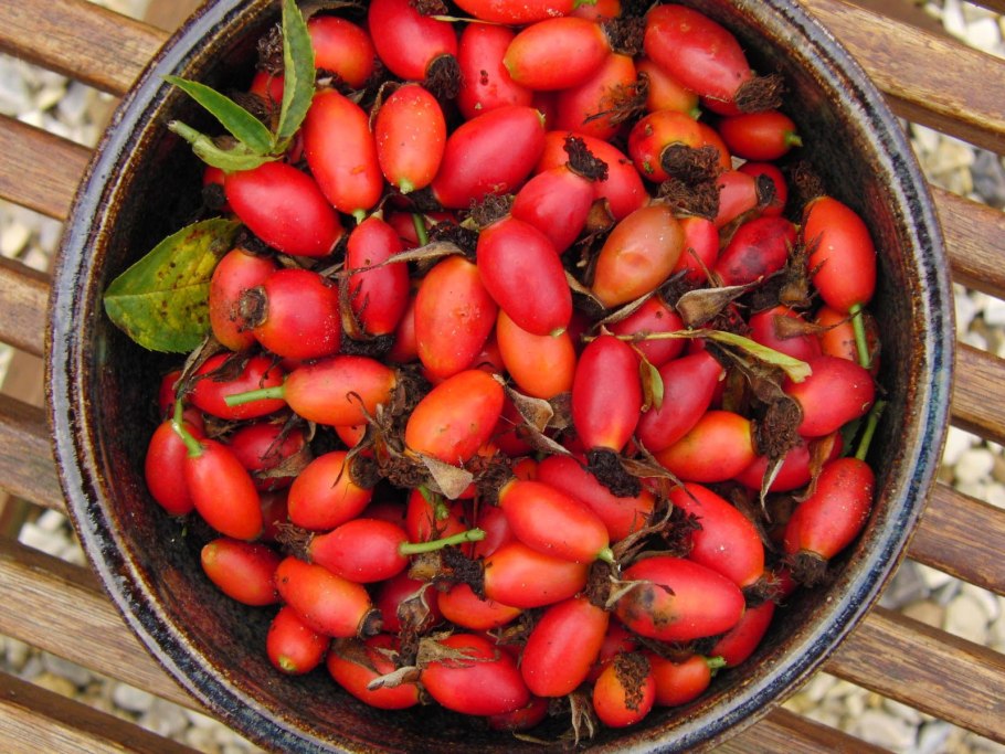 Шиповник Даурский