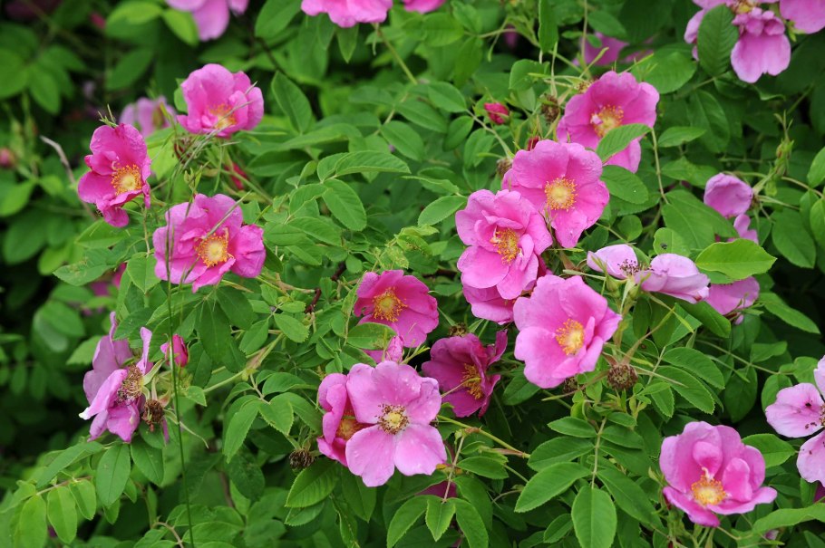 Шиповник Воронцовский куст