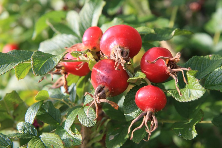 Шиповник кустарник